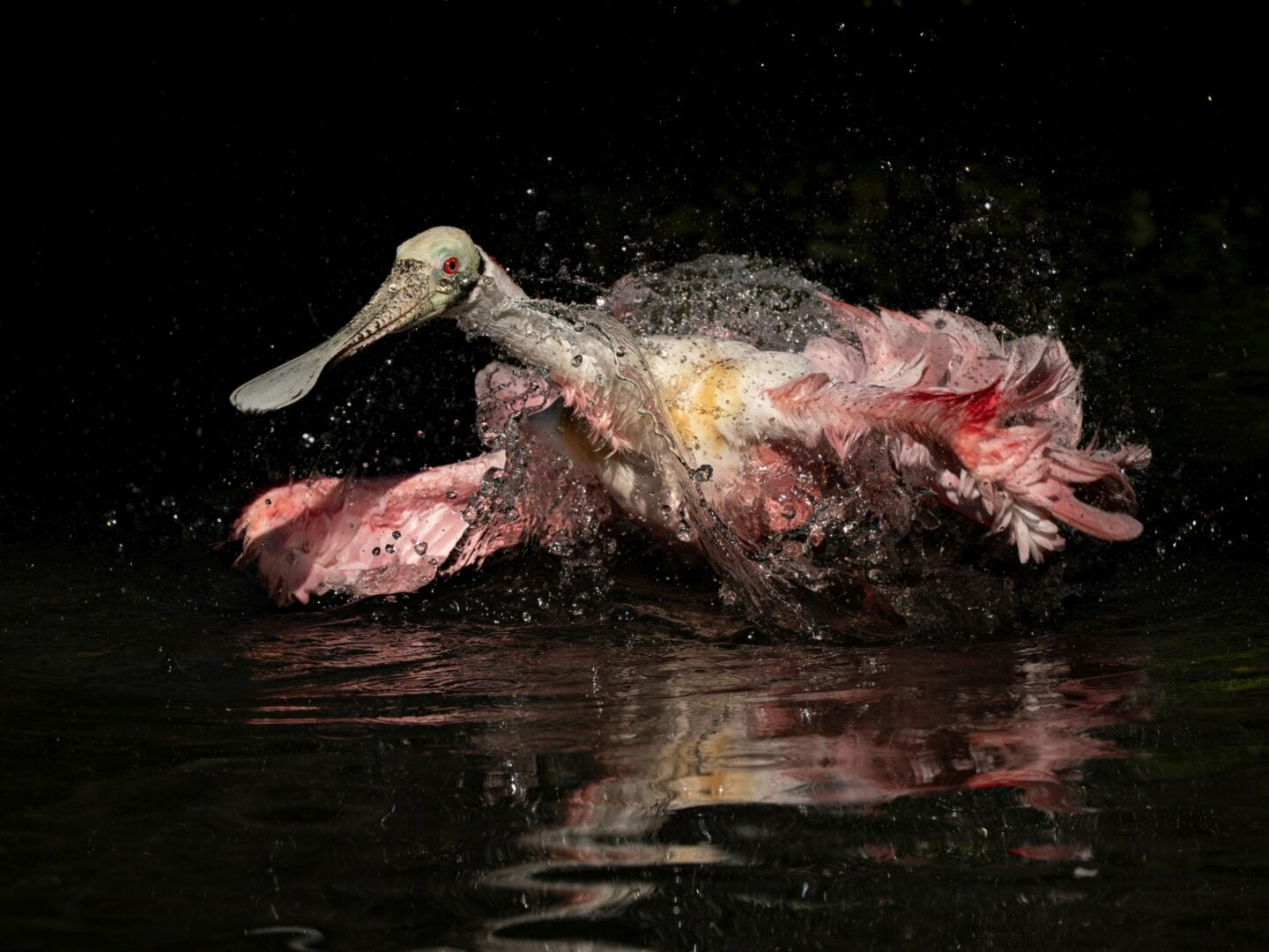 Audubon Photography Awards 2026