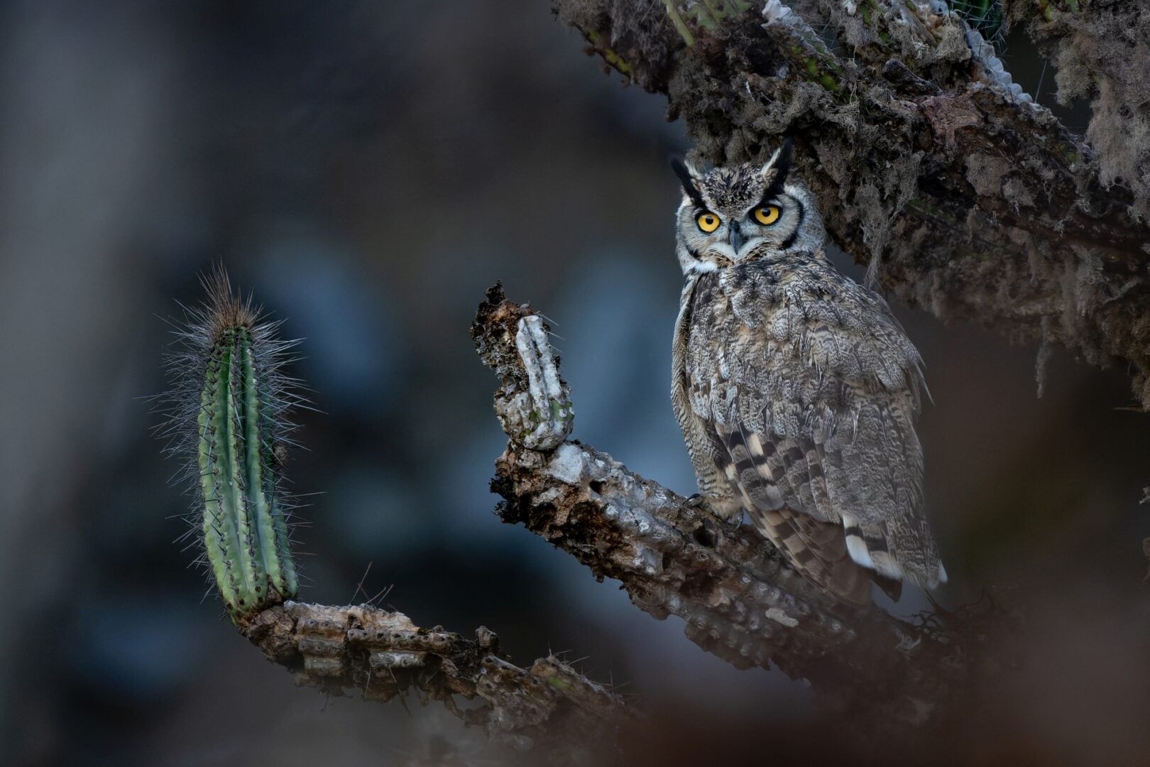 Audubon Photography Awards 2026