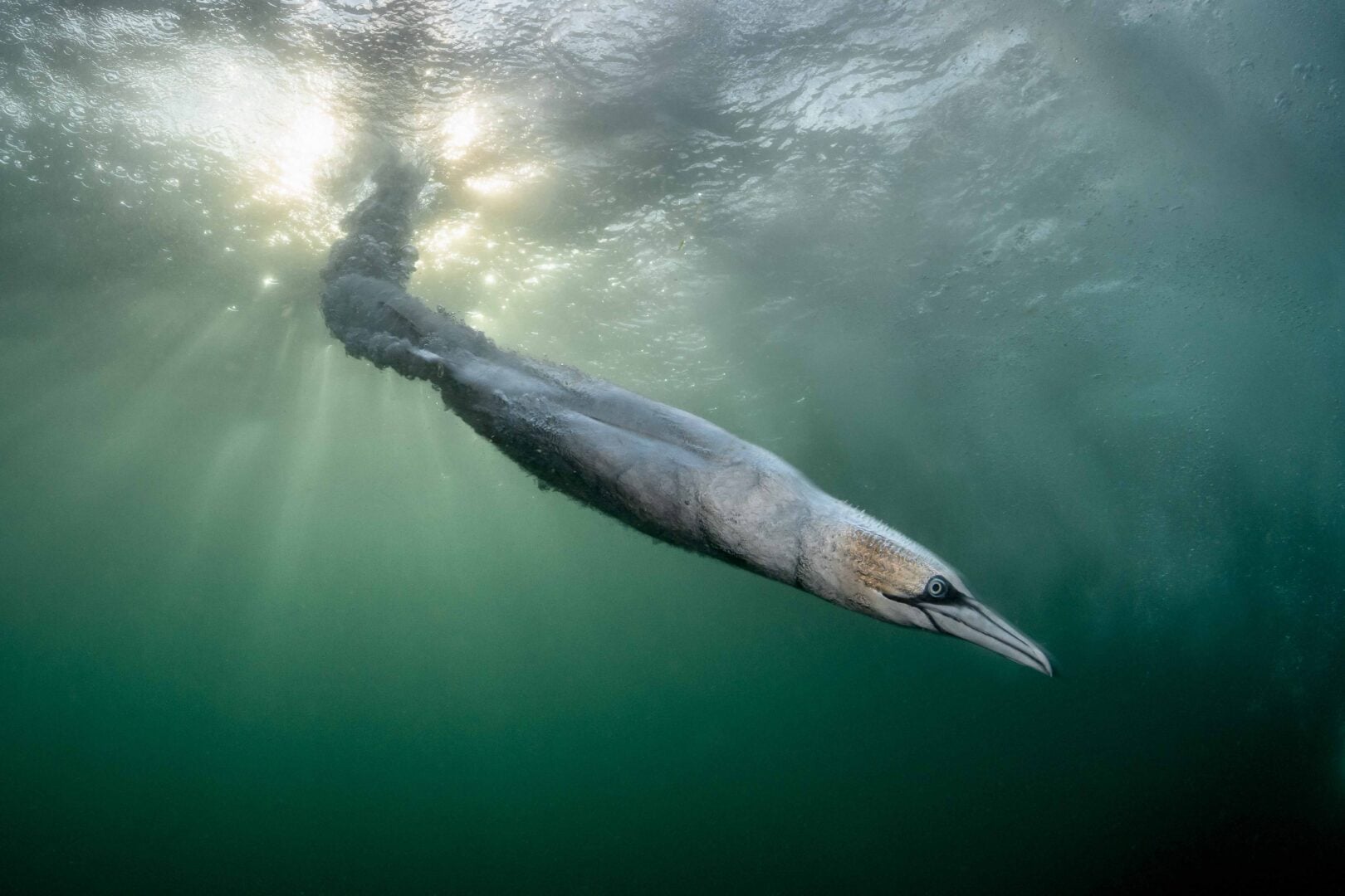 A northern gannet seems to burst through the sun as it pierces down through the water. The handsome northern gannets lead a dualistic existence. In the nest, their newborn is carefully nurtured, and a couple’s bond is reinforced by pointing sharp beaks to the sky as they tenderly stroke their white necks together. In flight, hunting mode takes over, and piercing yellow eyes, fringed with blue circles, scour the sea for prey. Their long wingspan and streamlined bodies make flying look effortless, gliding along with just the occasional pulse of their wings. When fish are spotted, the gannets fly into the wind and stretch out their wings as brakes, precisely adjusting their position in relation to their quarry. Moments later, with wings tucked in tightly, the gannet shape-shifts into a pointed torpedo, diving into the water at speeds of up to 86 km/ph. Even Olympic divers will not exceed 60km/ph, and these seabirds are specially adapted for the impact: muscles along the neck lock their vertebrae into place and air sacs in the face and chest act as airbags. Even their nostrils are evolved for this aquatic existence, located internally to prevent water ingress during fishing dives. Shetland, Scotland note: discarded fish used as bait