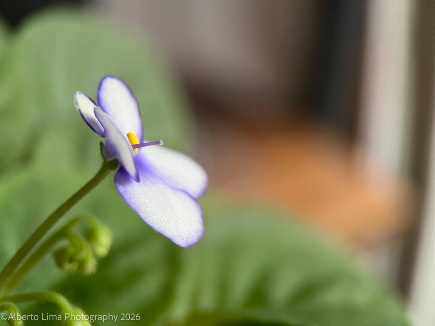 Sample image taken with a SANDMARC Mobile Photography Lens