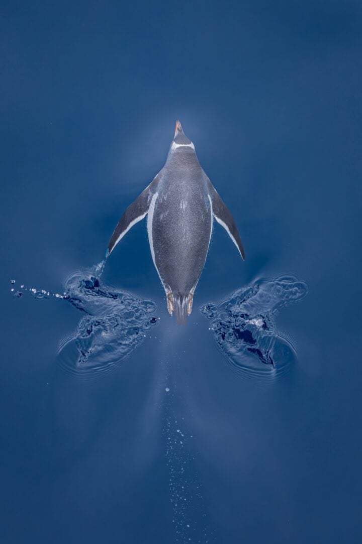 Audubon Photography Awards 2026