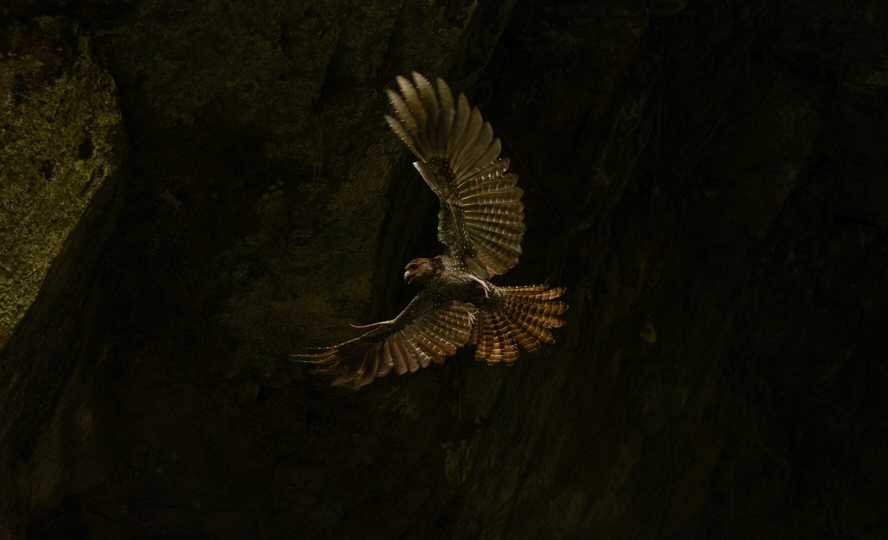 Audubon Photography Awards 2026