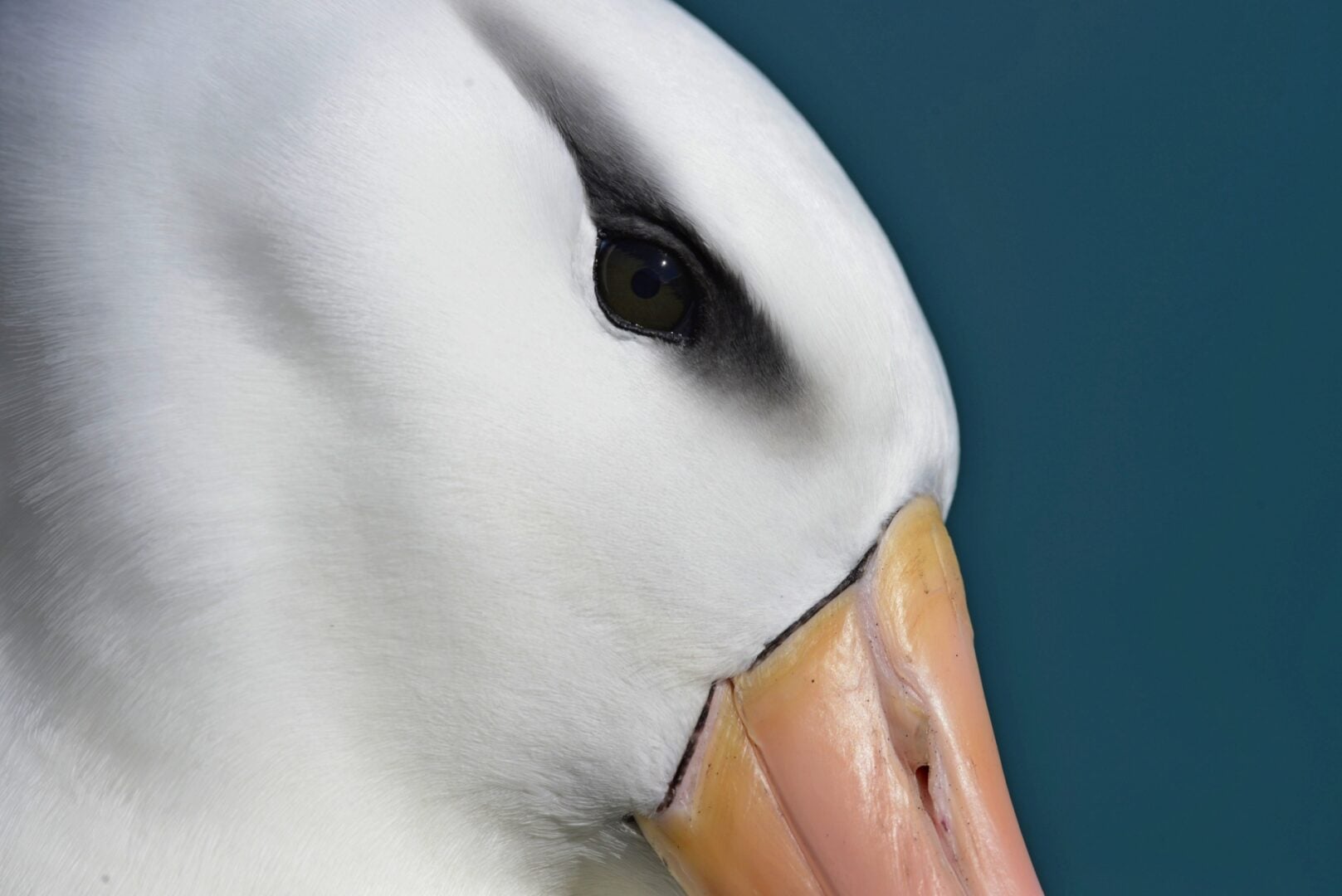 bird eye