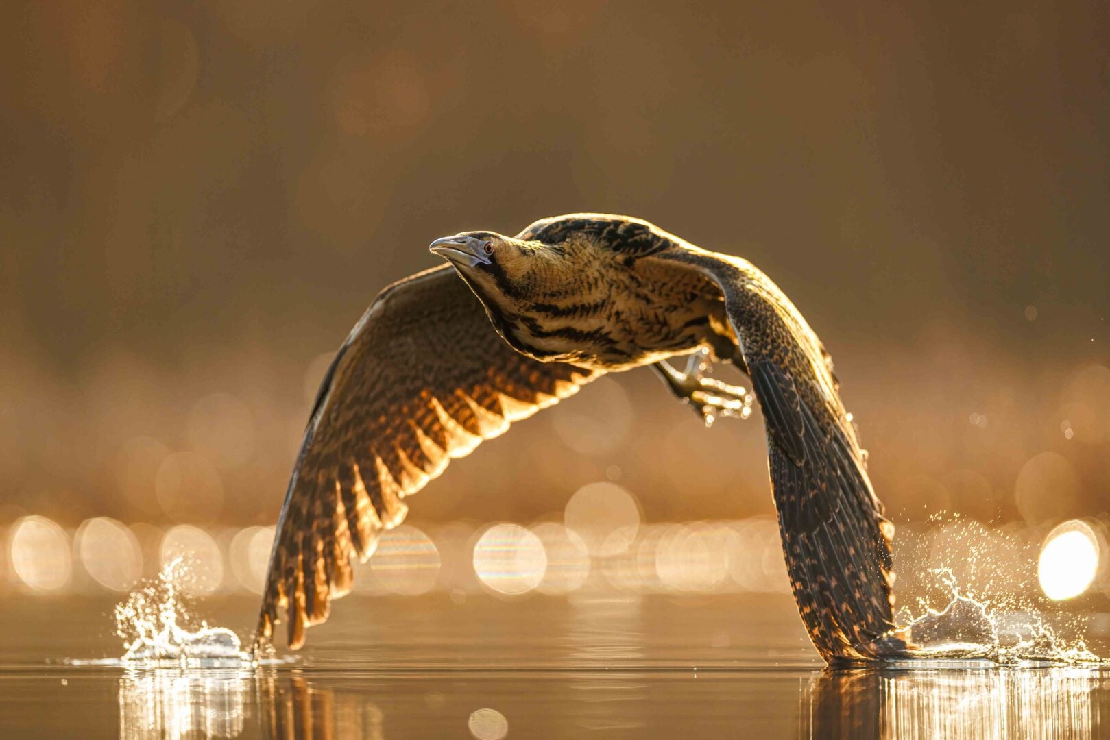 Bird Photographer of the Year 2026