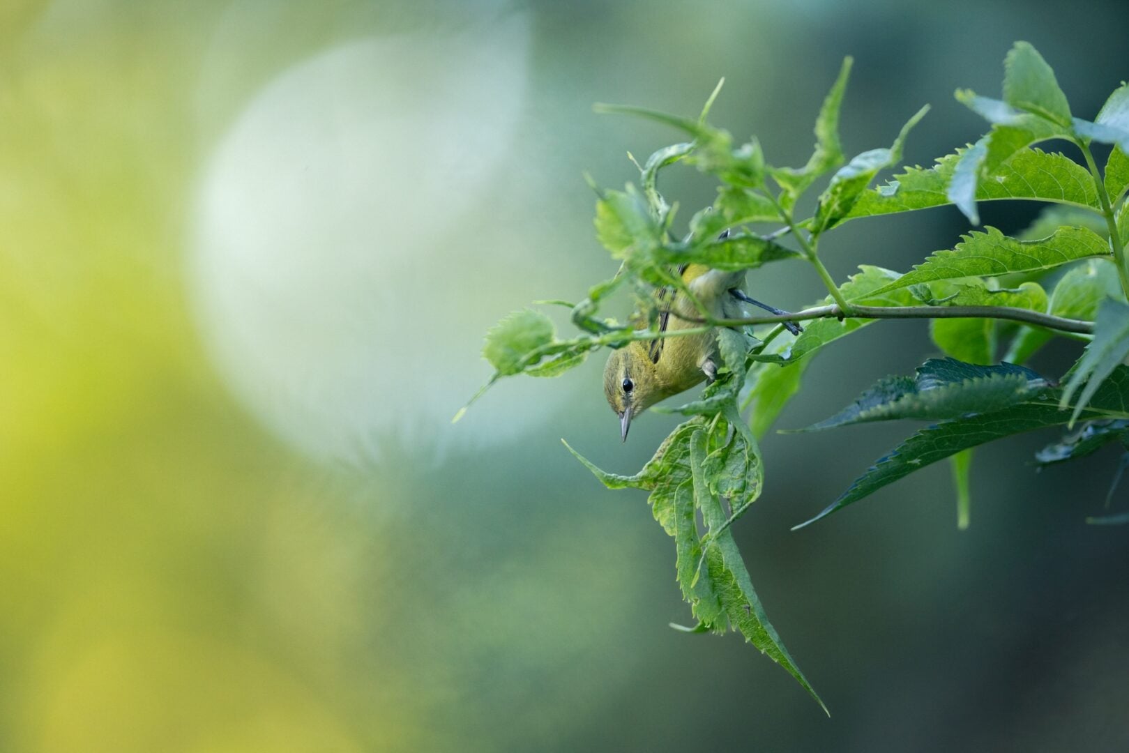 Audubon Photography Awards 2026