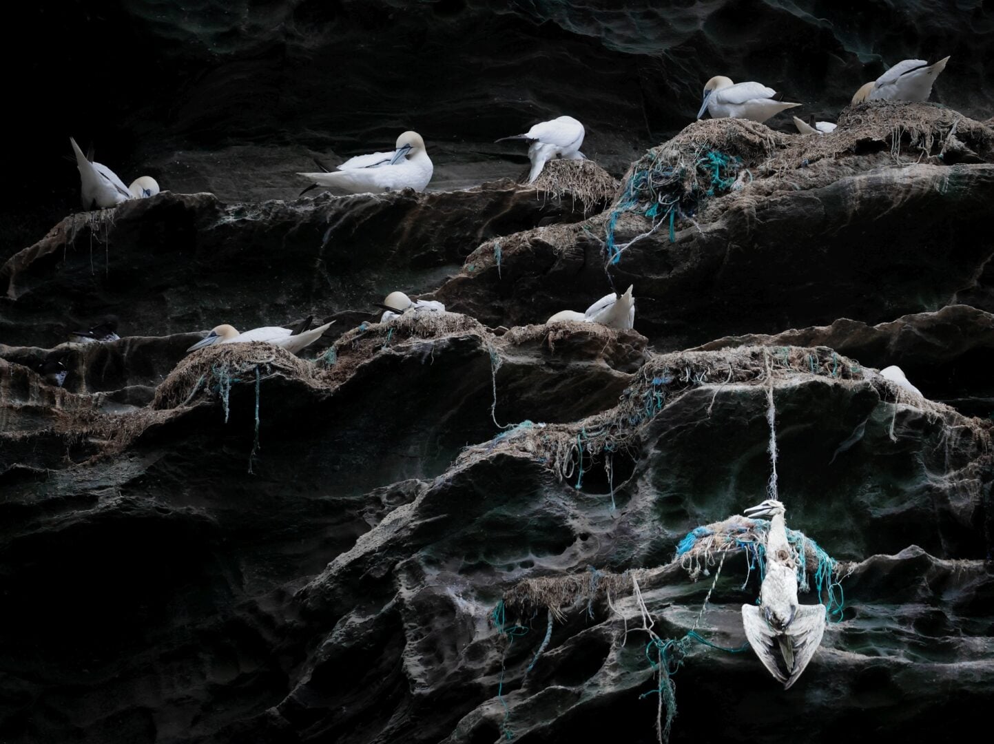 birds conservation