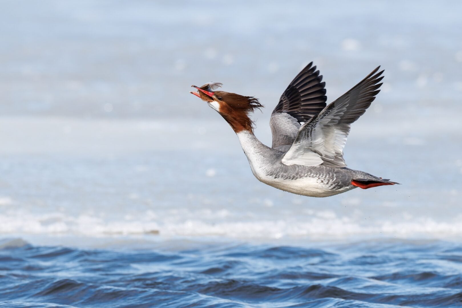 Audubon Photography Awards 2026