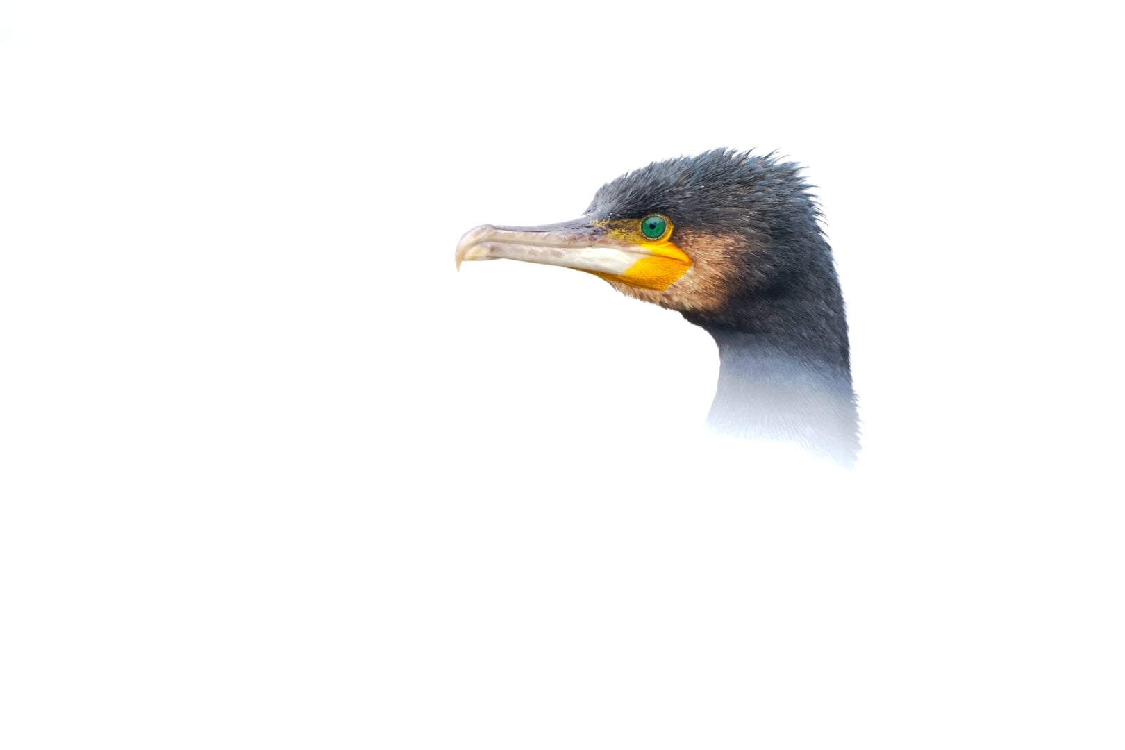Bird Photographer of the Year 2026
