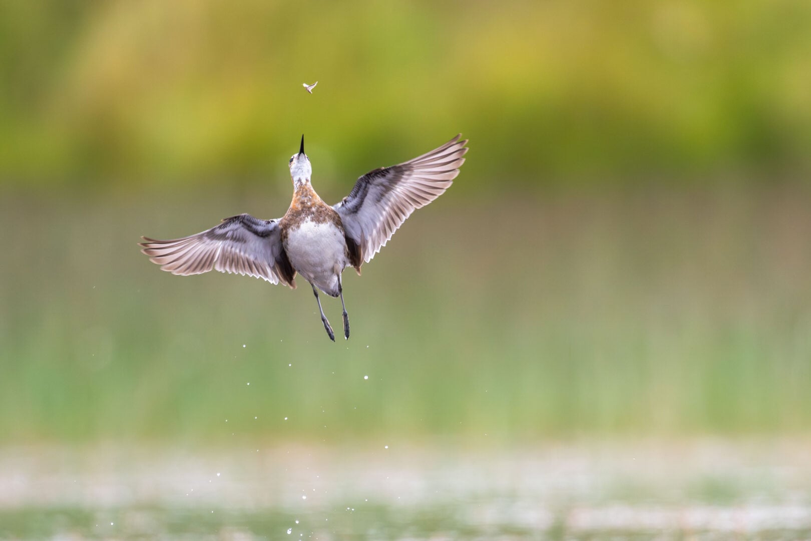 Bird Photographer of the Year 2026