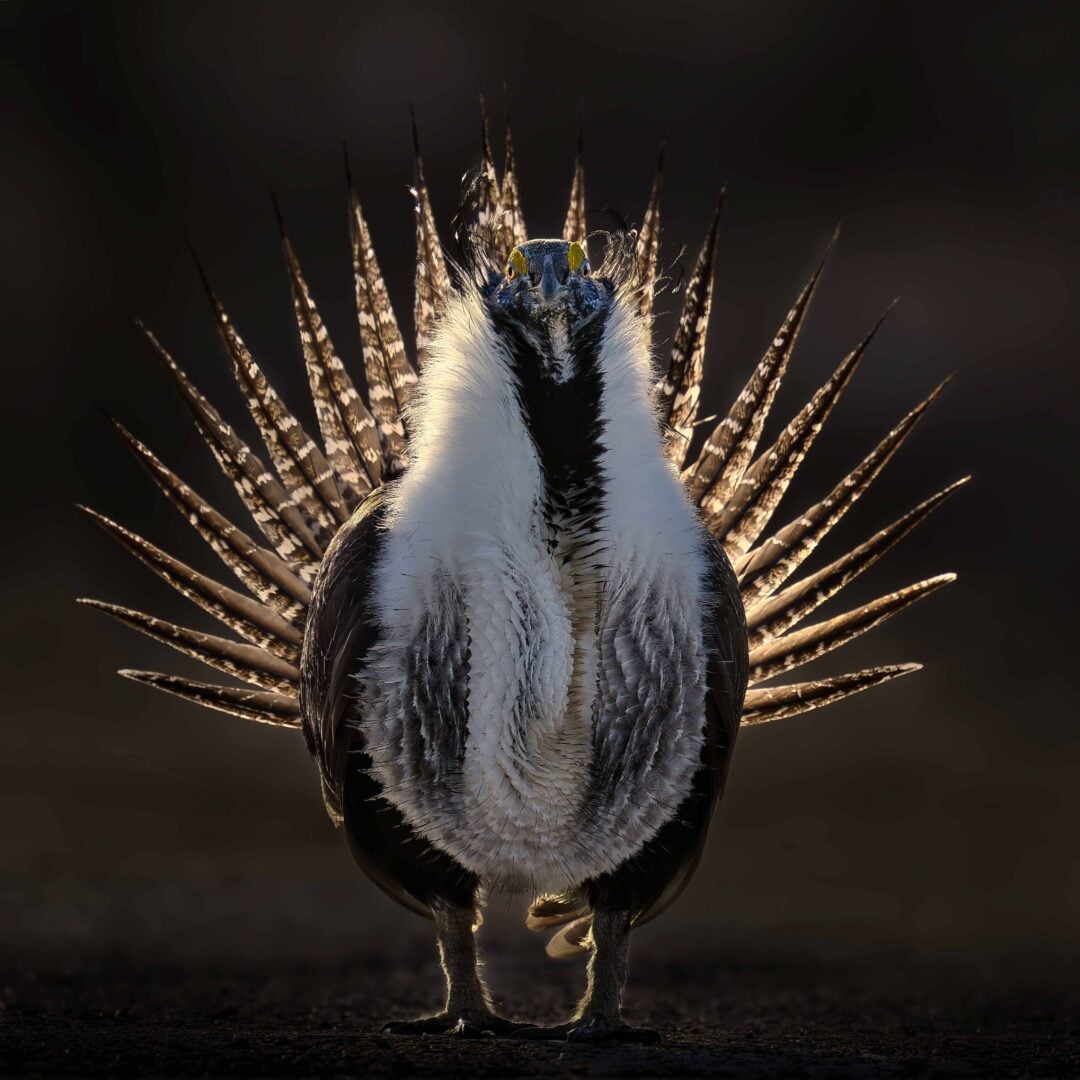 Bird Photographer of the Year 2026