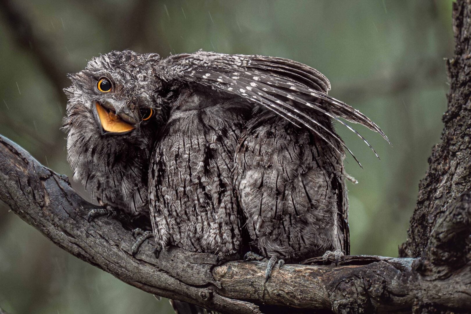 Bird Photographer of the Year 2026