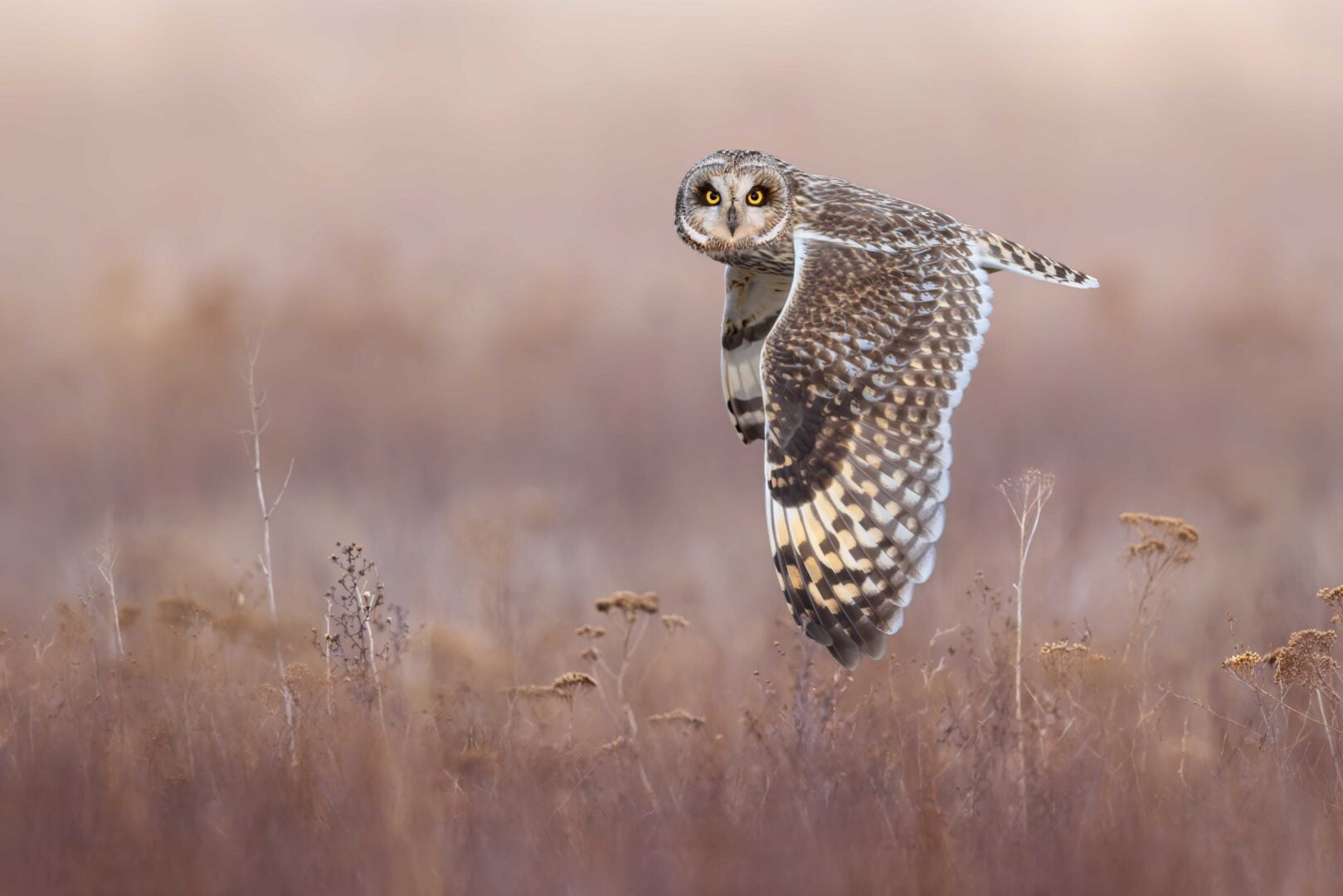 Bird Photographer of the Year 2026