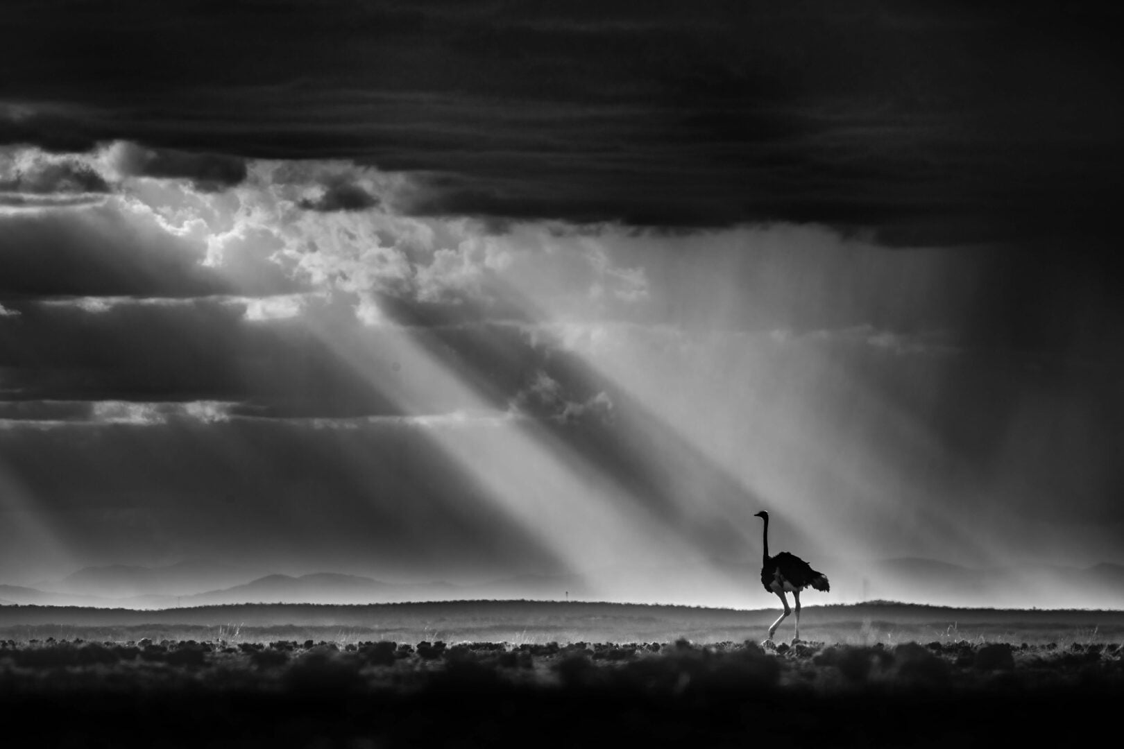 Bird Photographer of the Year 2026