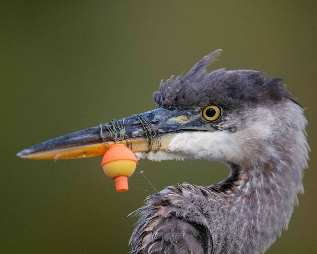 Bird Photographer of the Year 2026