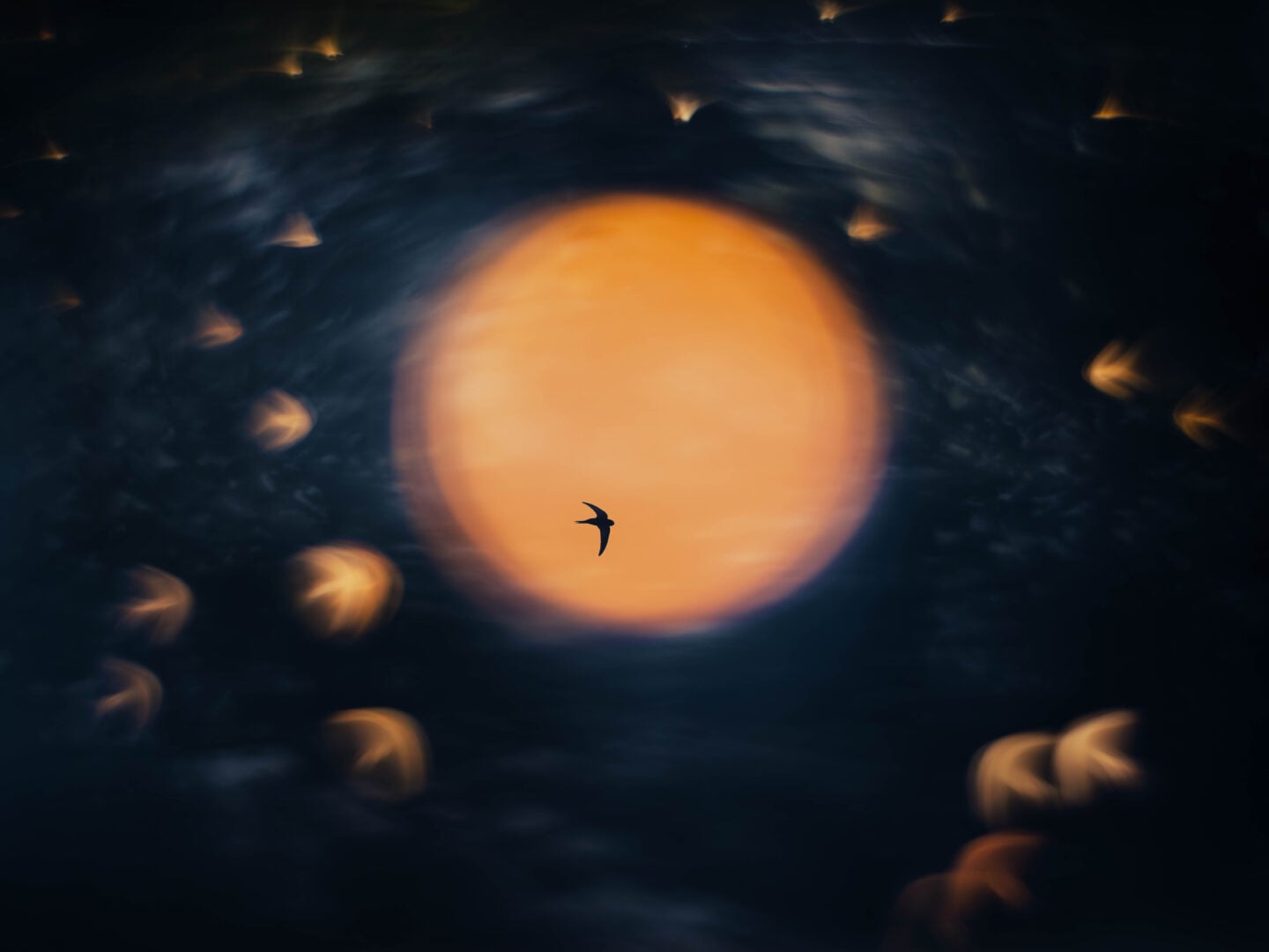 Bird Photographer of the Year 2026