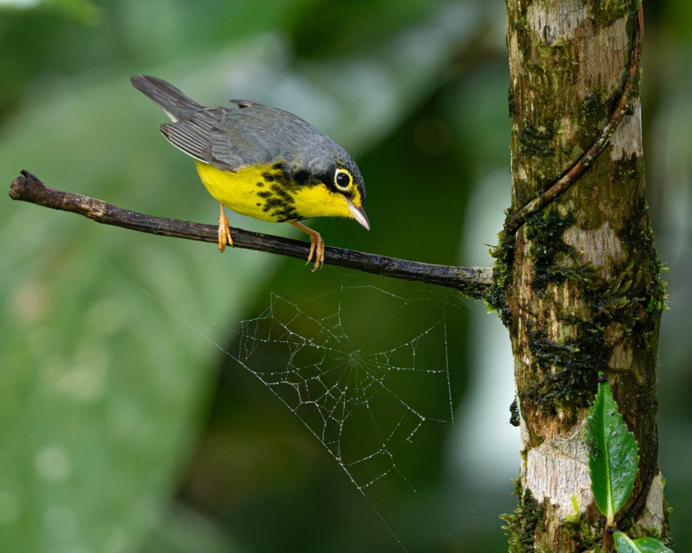 Audubon Photography Awards 2026