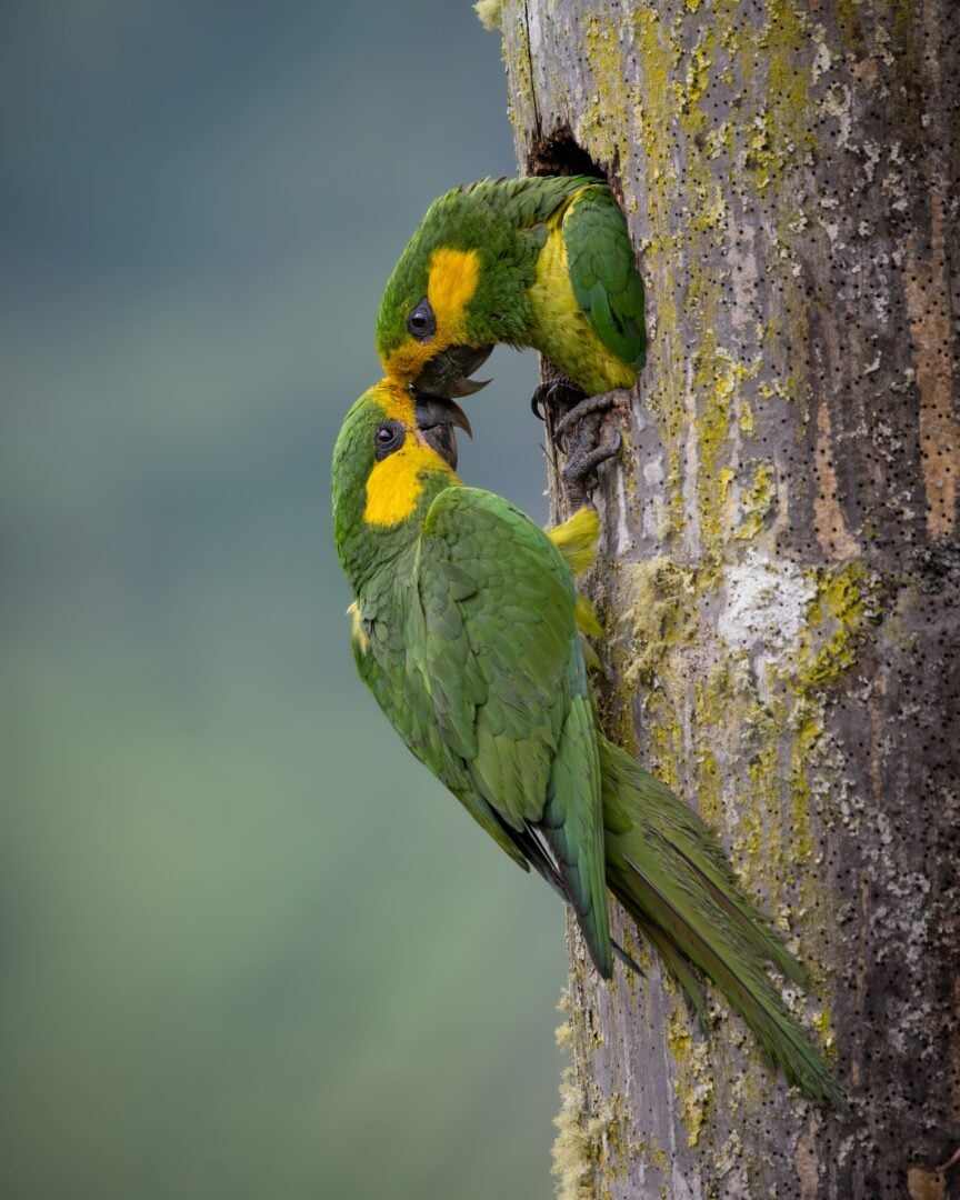 parrot couple