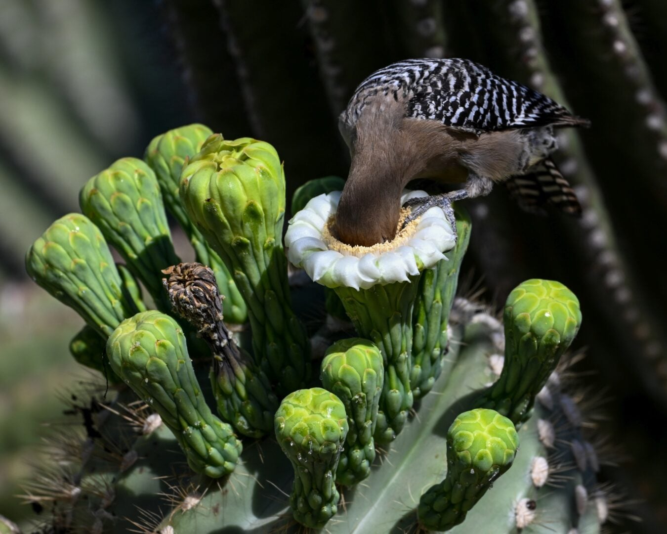 bird and plant