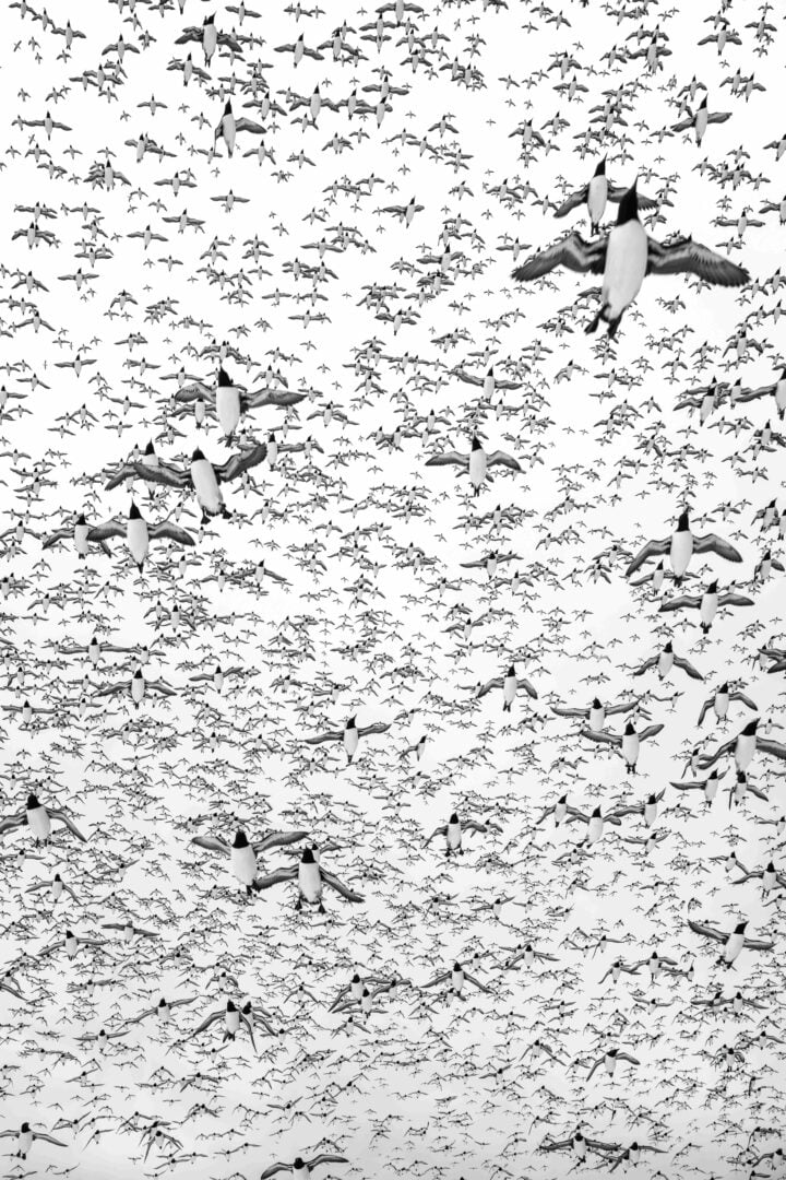 Captured in March 2025 on Hornøya, this image reveals a mesmerizing swarm of guillemots in flight. What first appears as an Escher-like illusion is nature’s own design—organized chaos in motion. The sky becomes a canvas of repetition and rhythm, where the boundaries between order and disorder dissolve before your eyes.