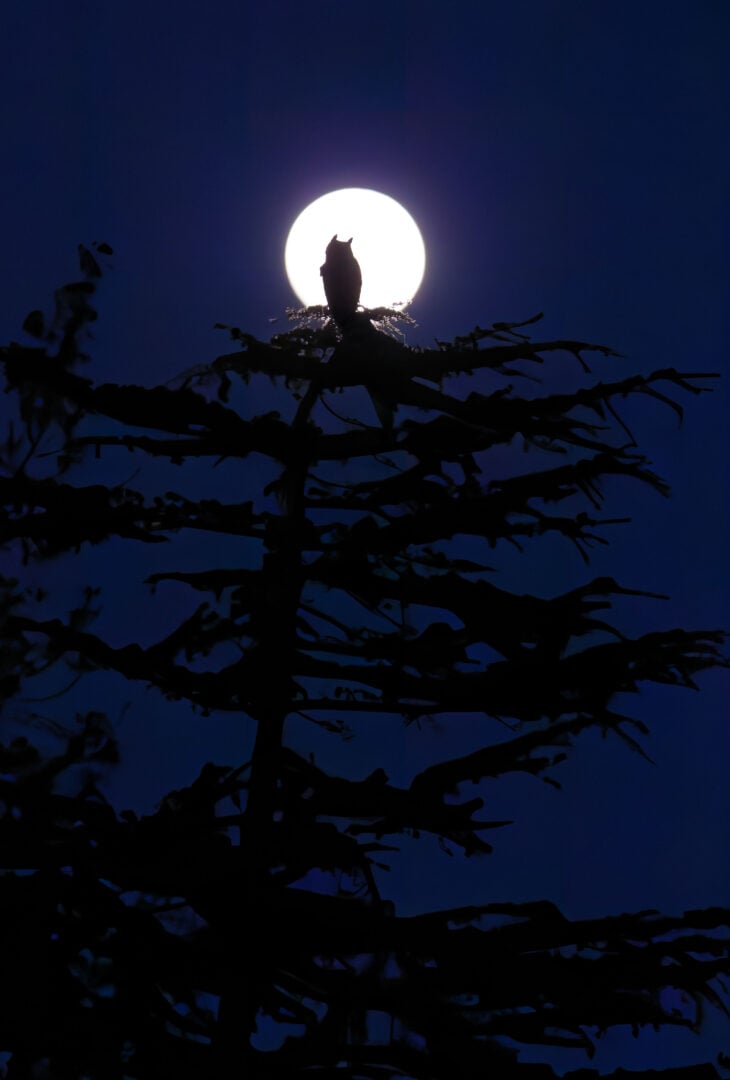 Bird Photographer of the Year 2026