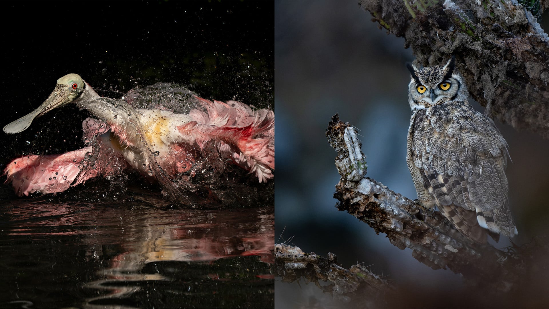 Audubon Photography Awards 2026