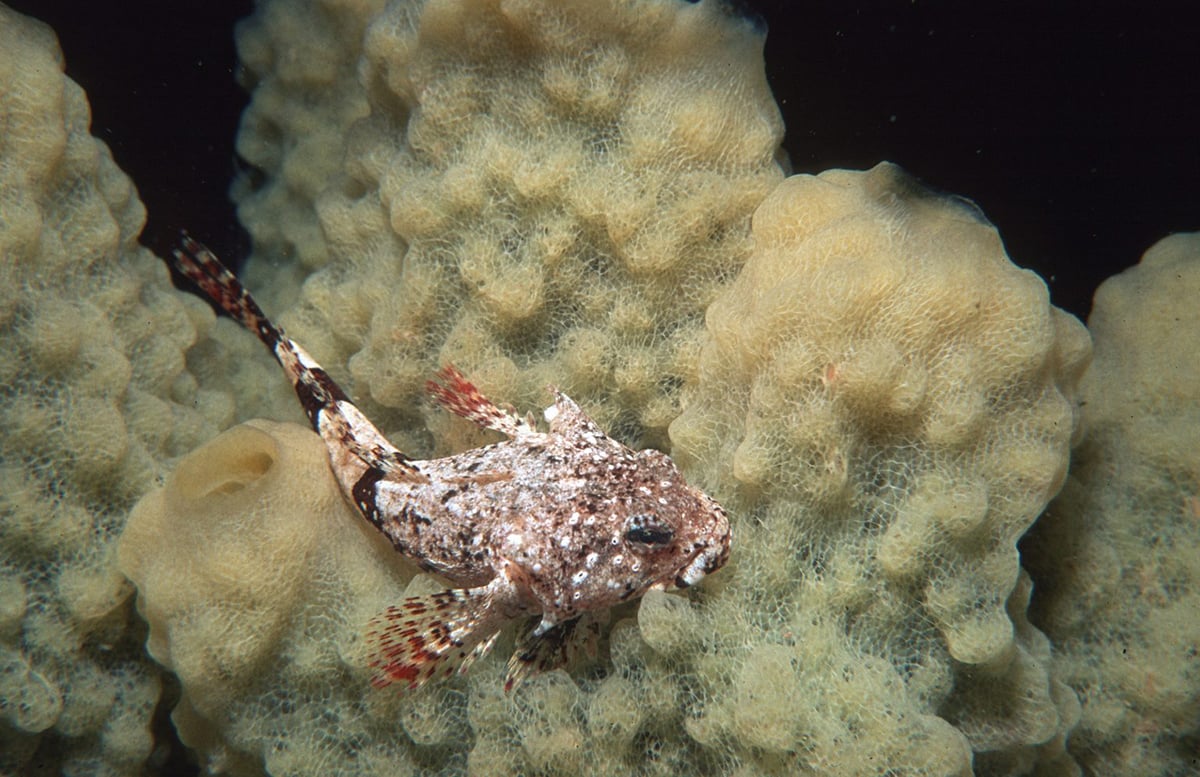 An Antarctic plunderfish pictured near Rothera. Credit: Simon Brockington, BAS