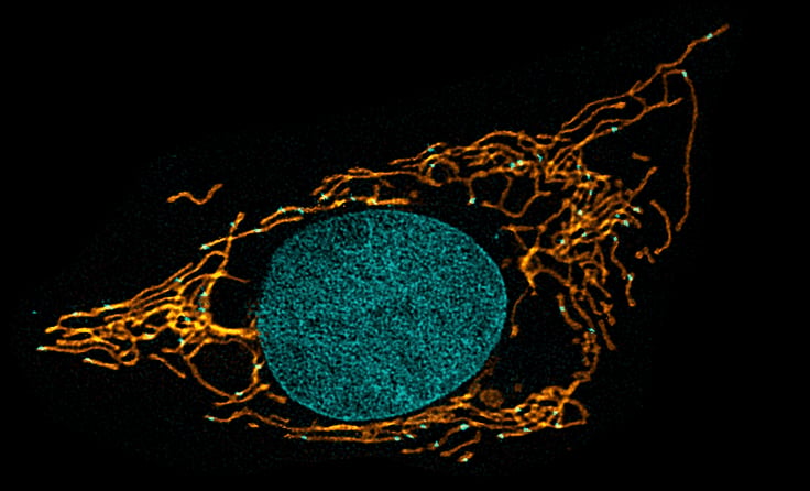 Harpagifer fin mitochondria and nucleic acid. Credit: Francesca van Tartwijk, Anne-Pia Marty, and Amir Rahmani