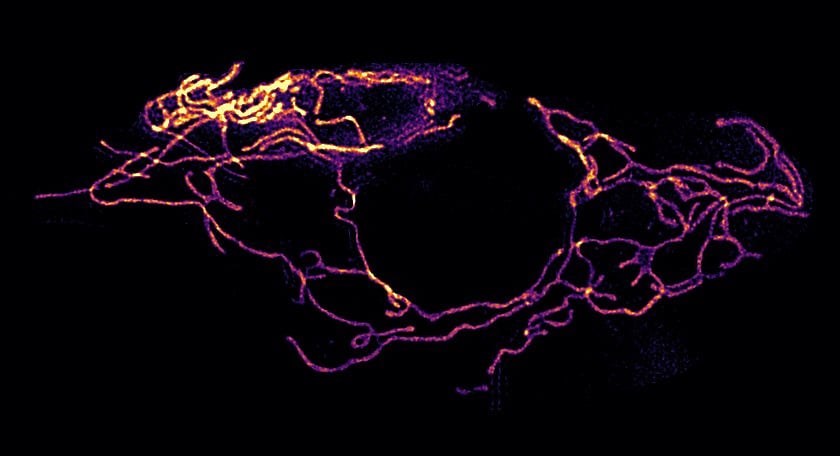 Harapgifer skin mitochondria. Credit: Francesca van Tartwijk, Anne-Pia Marty, and Amir Rahmani