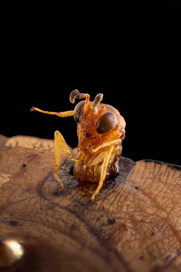 NIkon small world 2026 winners
