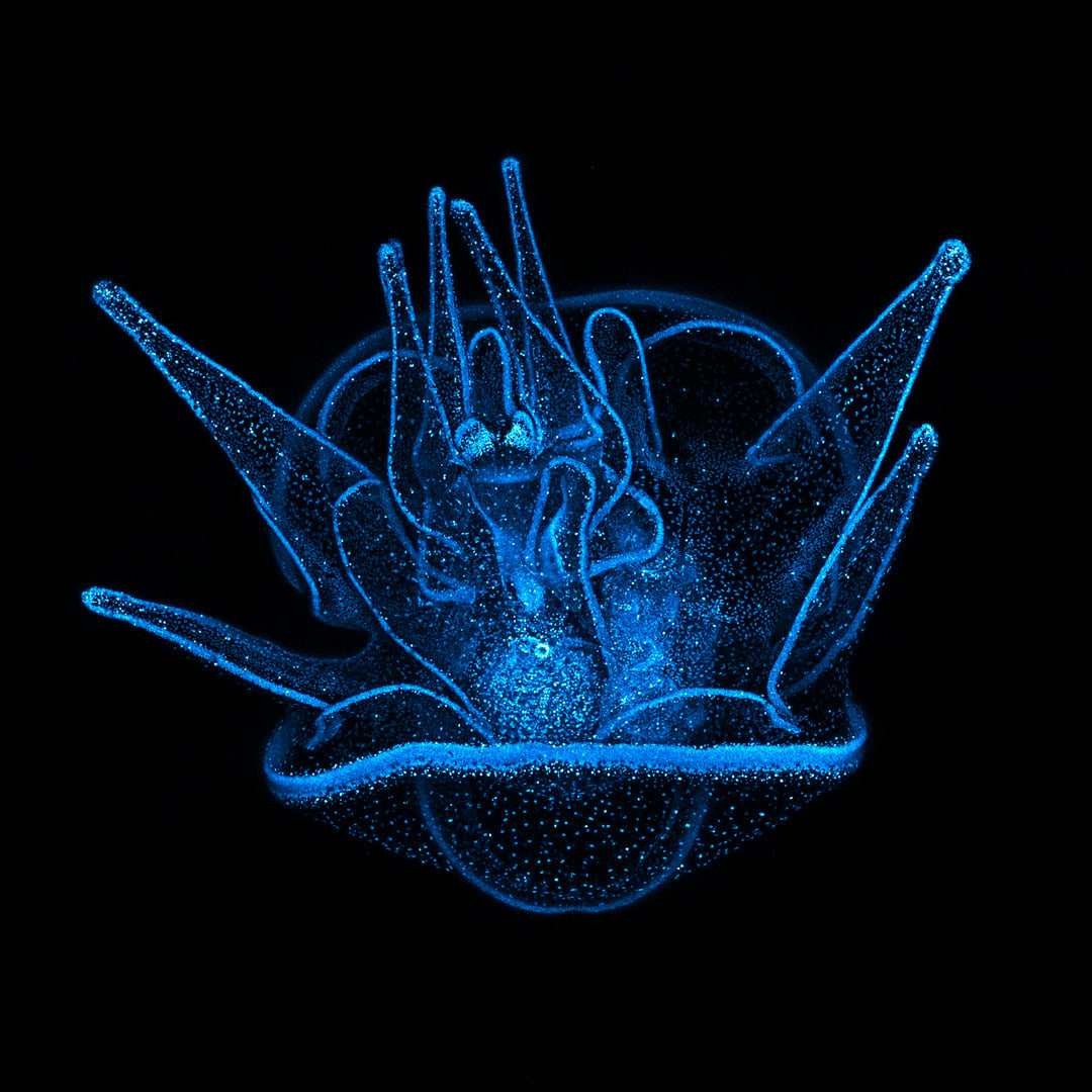 nikon small world 2026