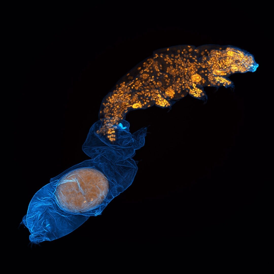 NIkon small world 2026 winners