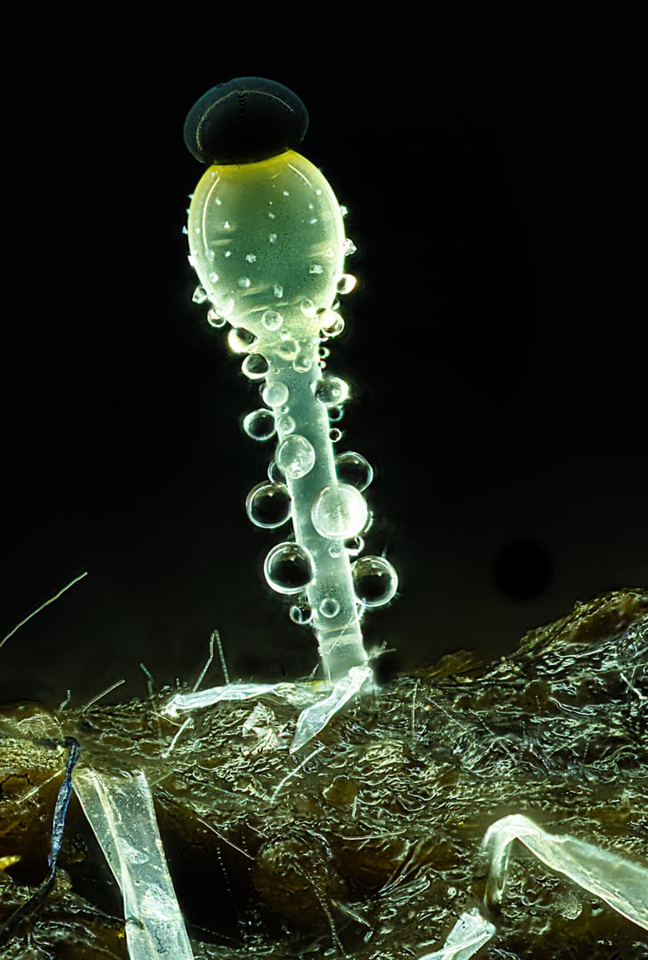 NIkon small world 2026 winners