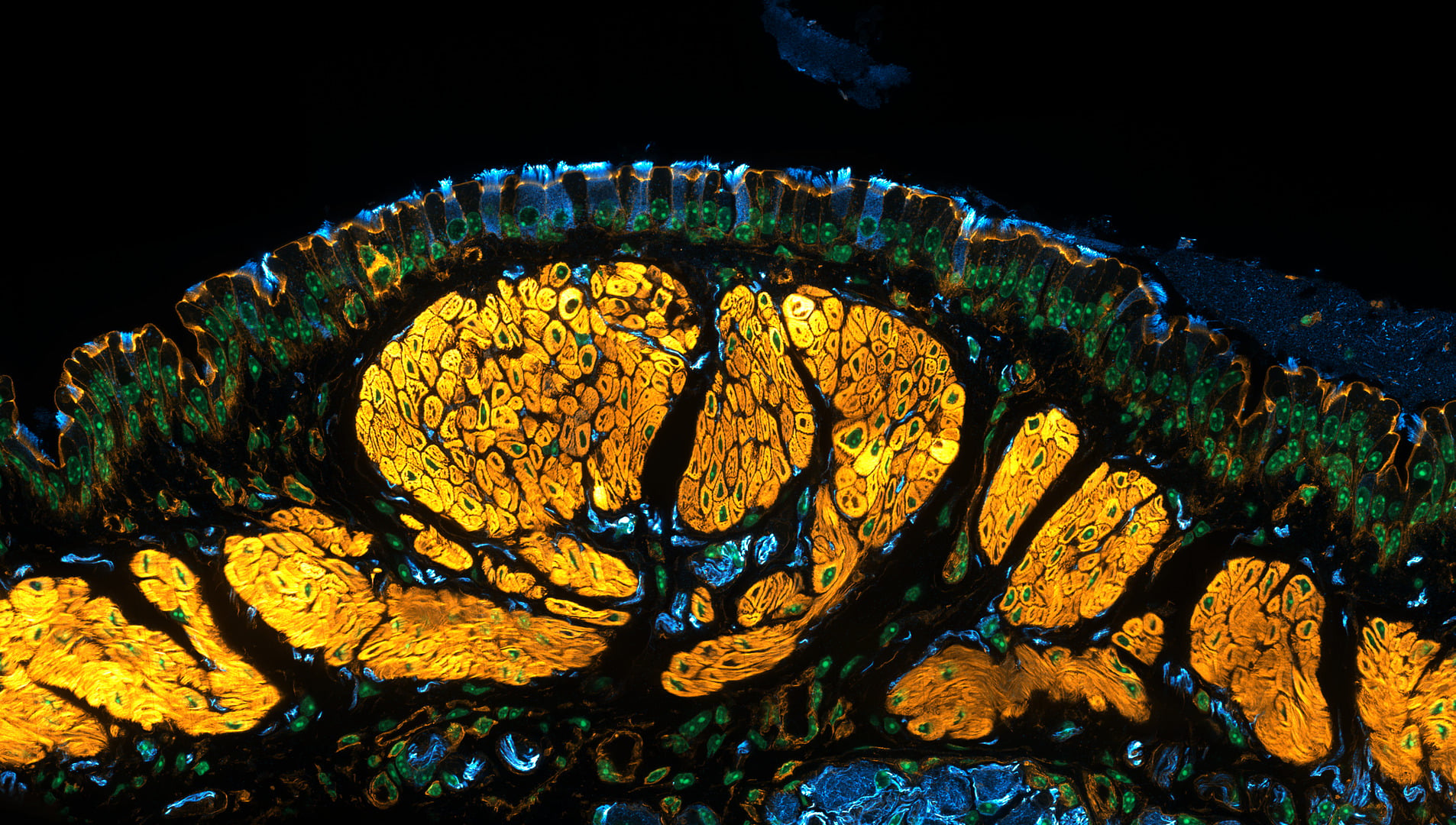 NIkon small world 2026 winners