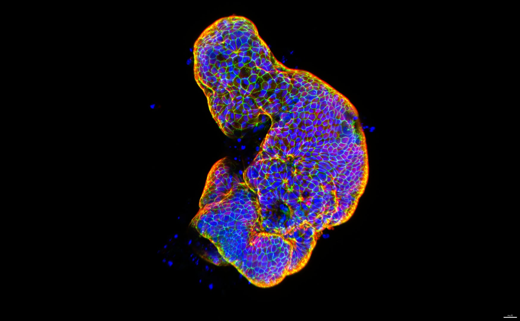 NIkon small world 2026 winners