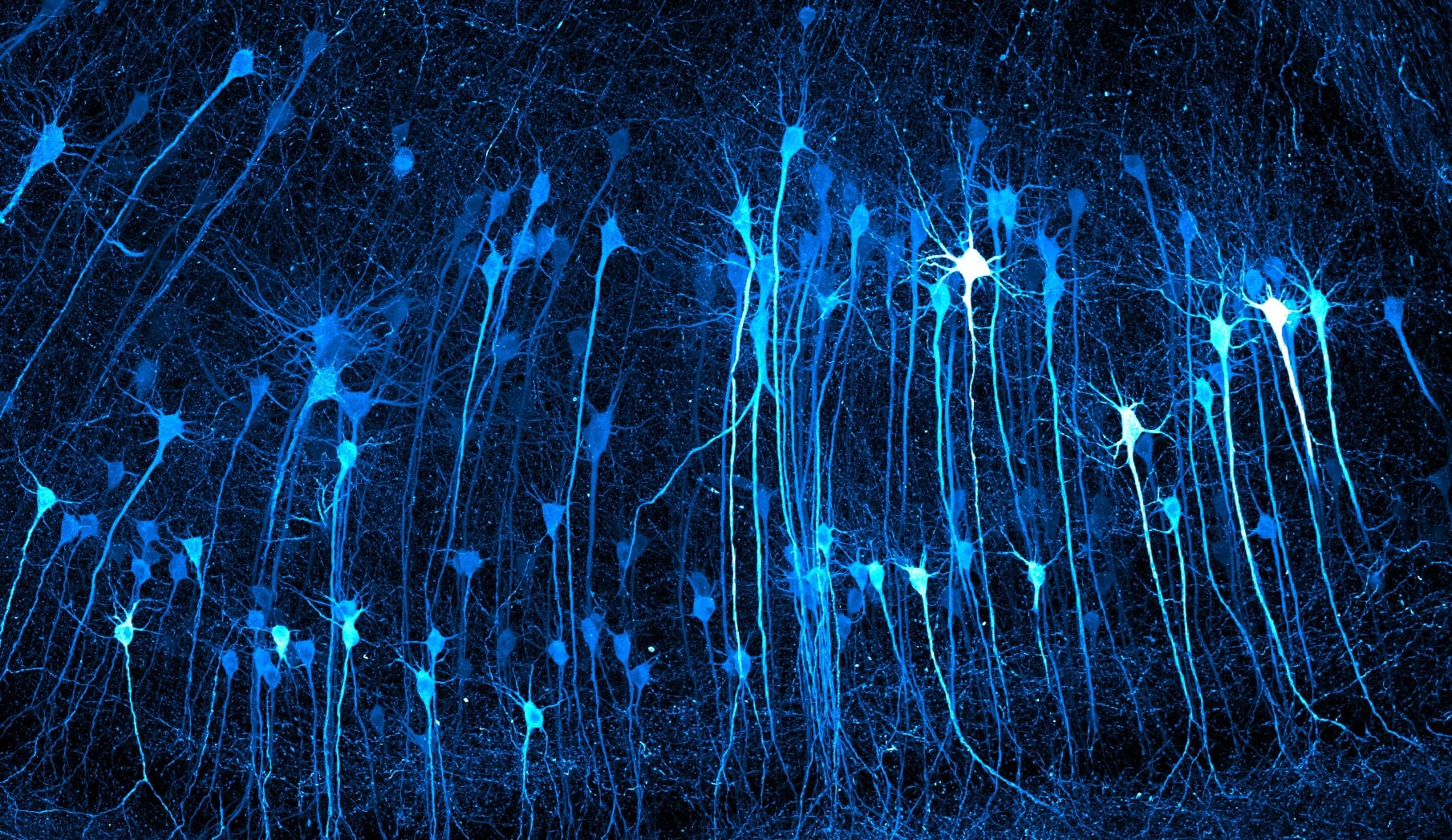 NIkon small world 2026 winners