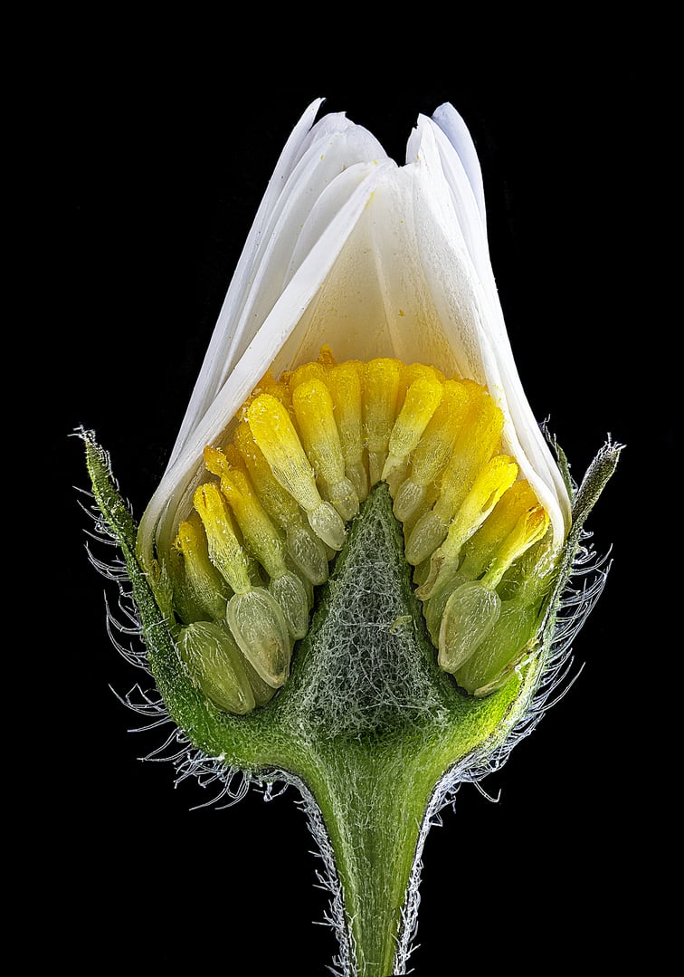 NIkon small world 2026 winners