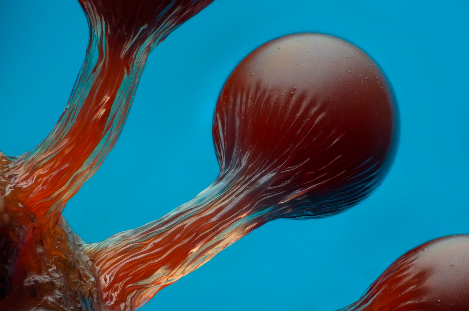 NIkon small world 2026 winners