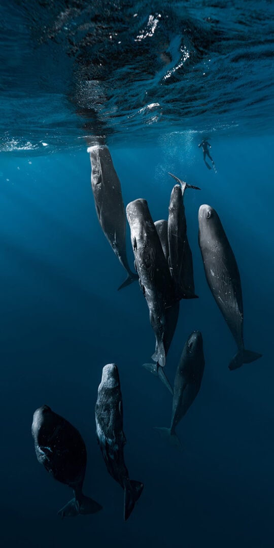 Epson International Pano Awards 2026
