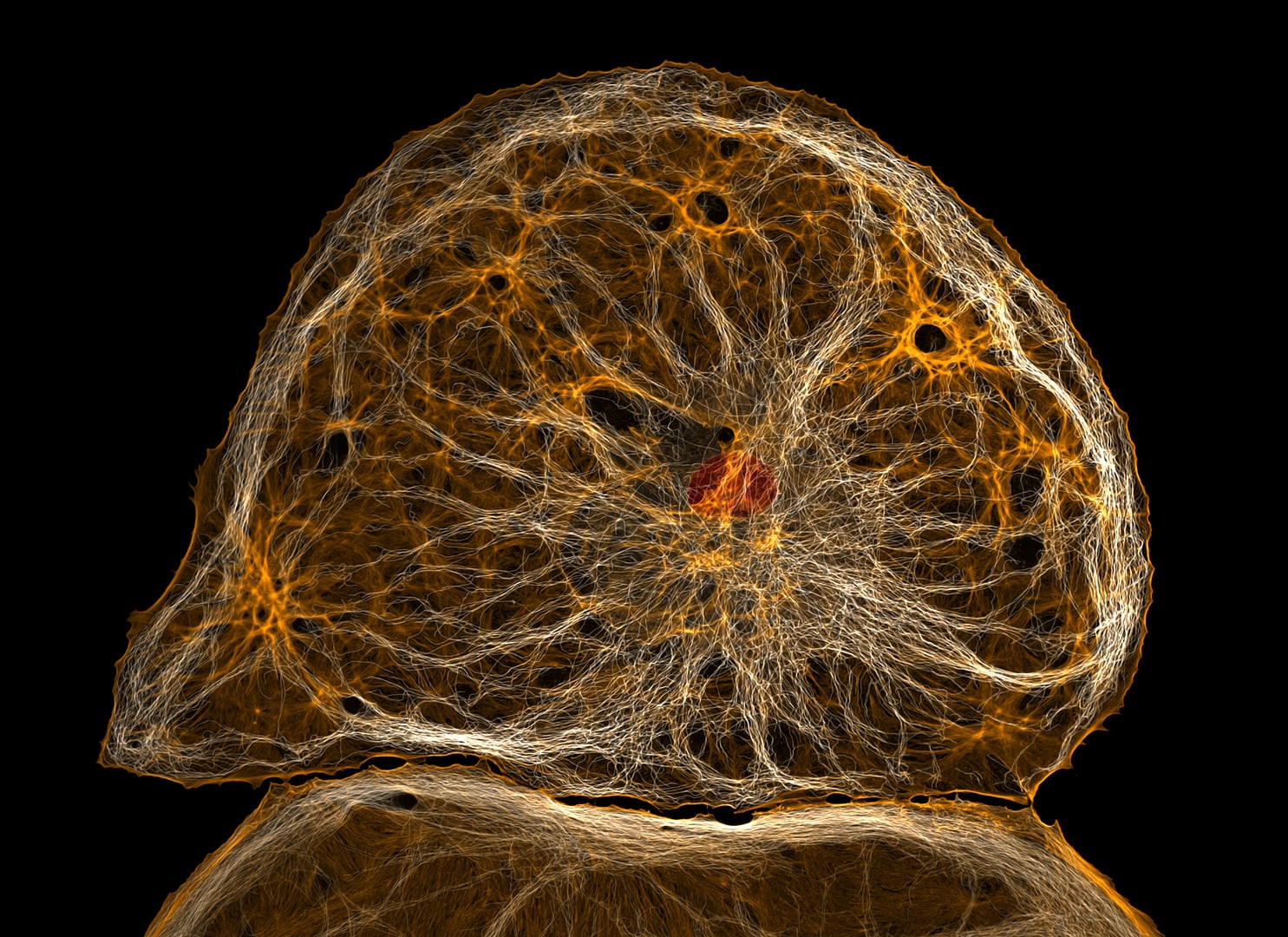 NIkon small world 2026 winners