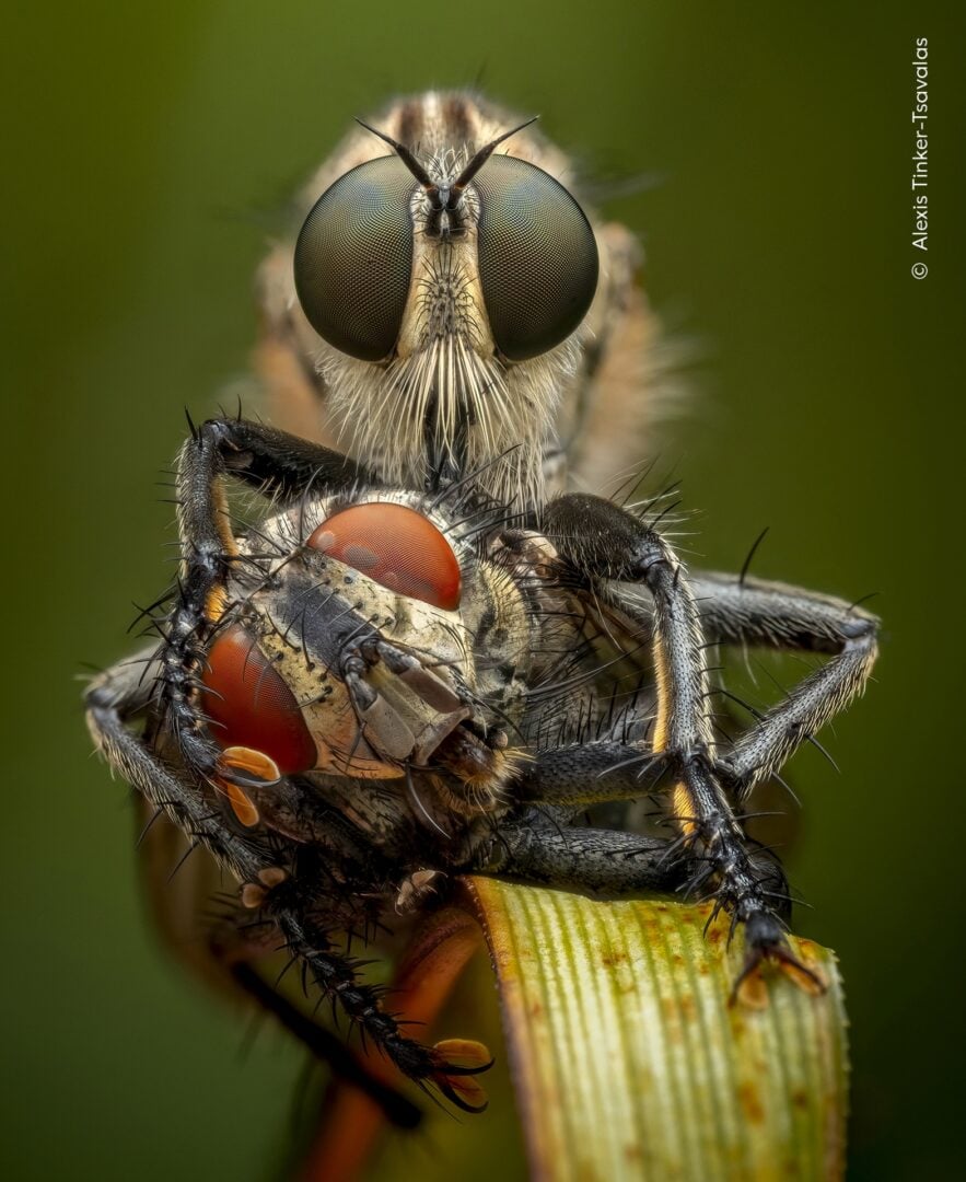 Wildlife Photographer of the Year 2026