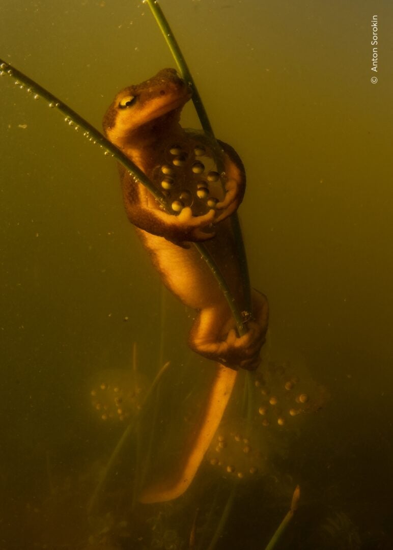 Wildlife Photographer of the Year 2026