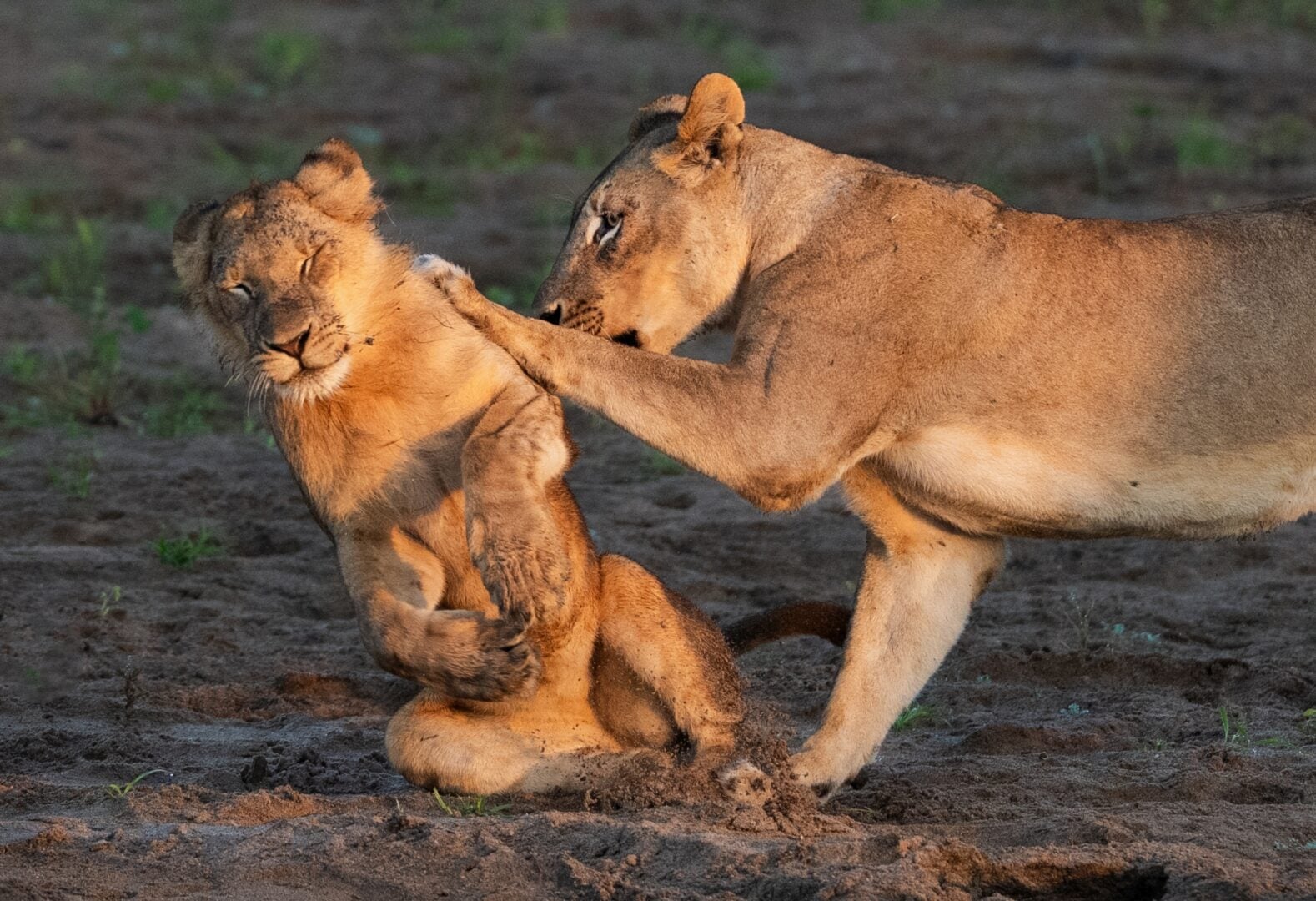 The Comedy Wildlife Photography Awards 2026
