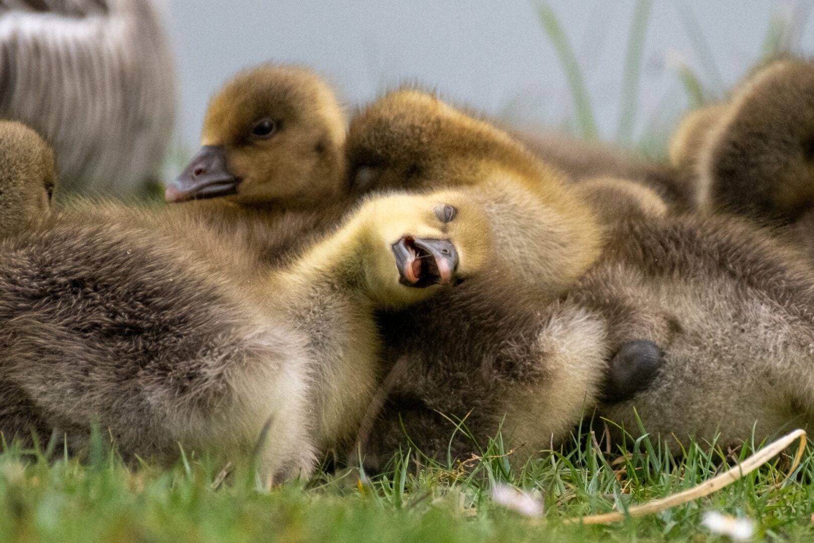 The Comedy Wildlife Photography Awards 2026