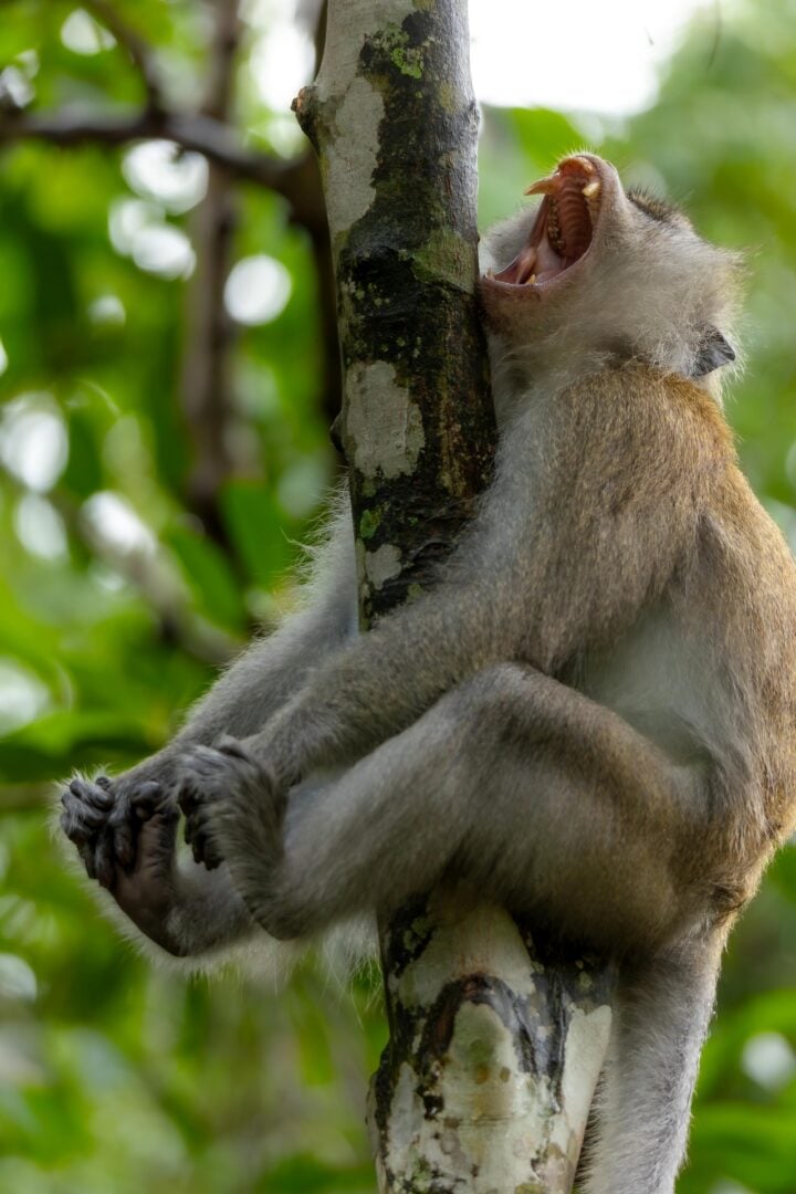 The Comedy Wildlife Photography Awards 2026