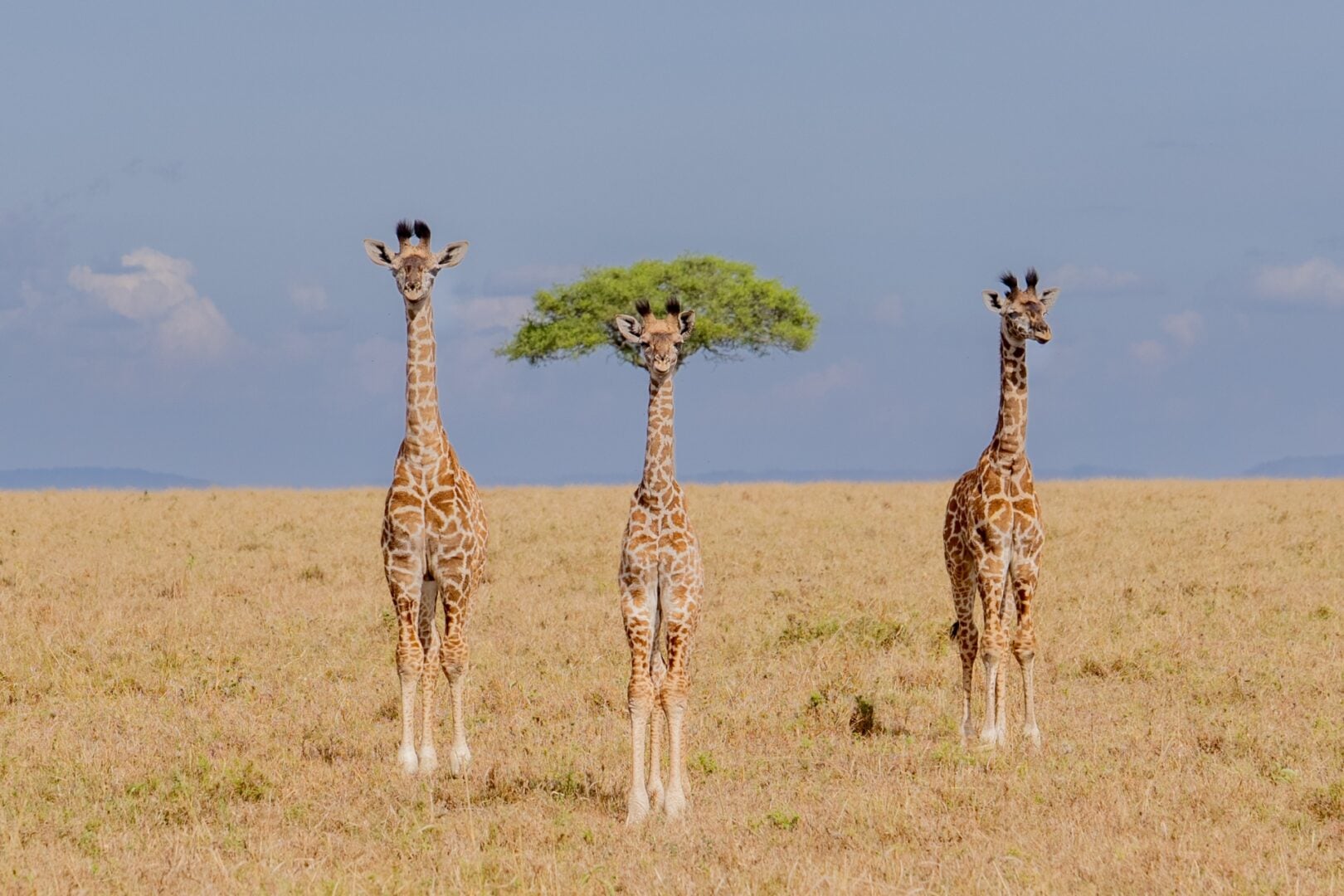 The Comedy Wildlife Photography Awards 2026