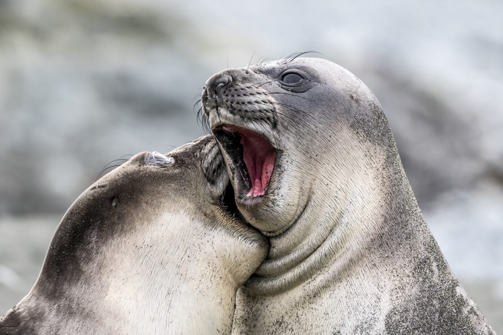 The Comedy Wildlife Photography Awards 2026