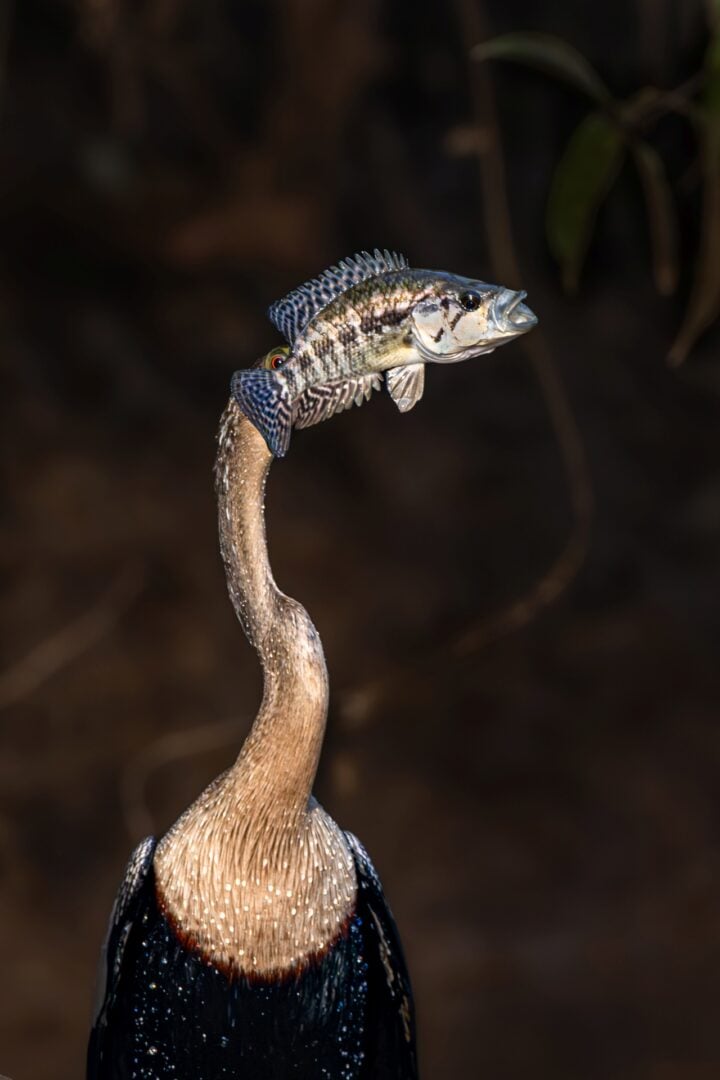 The Comedy Wildlife Photography Awards 2026