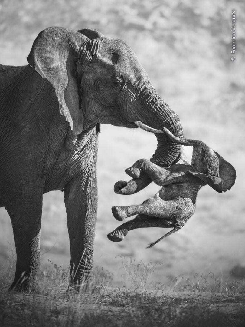 2026 Wildlife Photographer of the Year