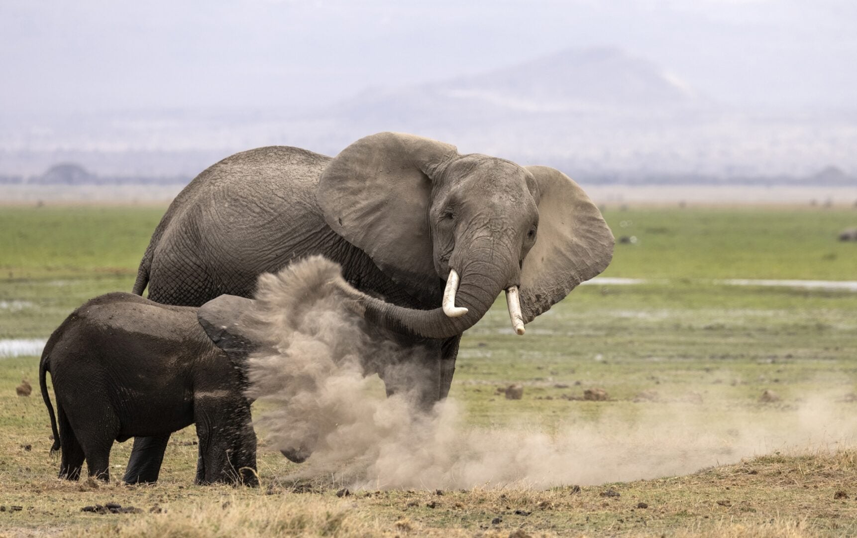 The Comedy Wildlife Photography Awards 2026
