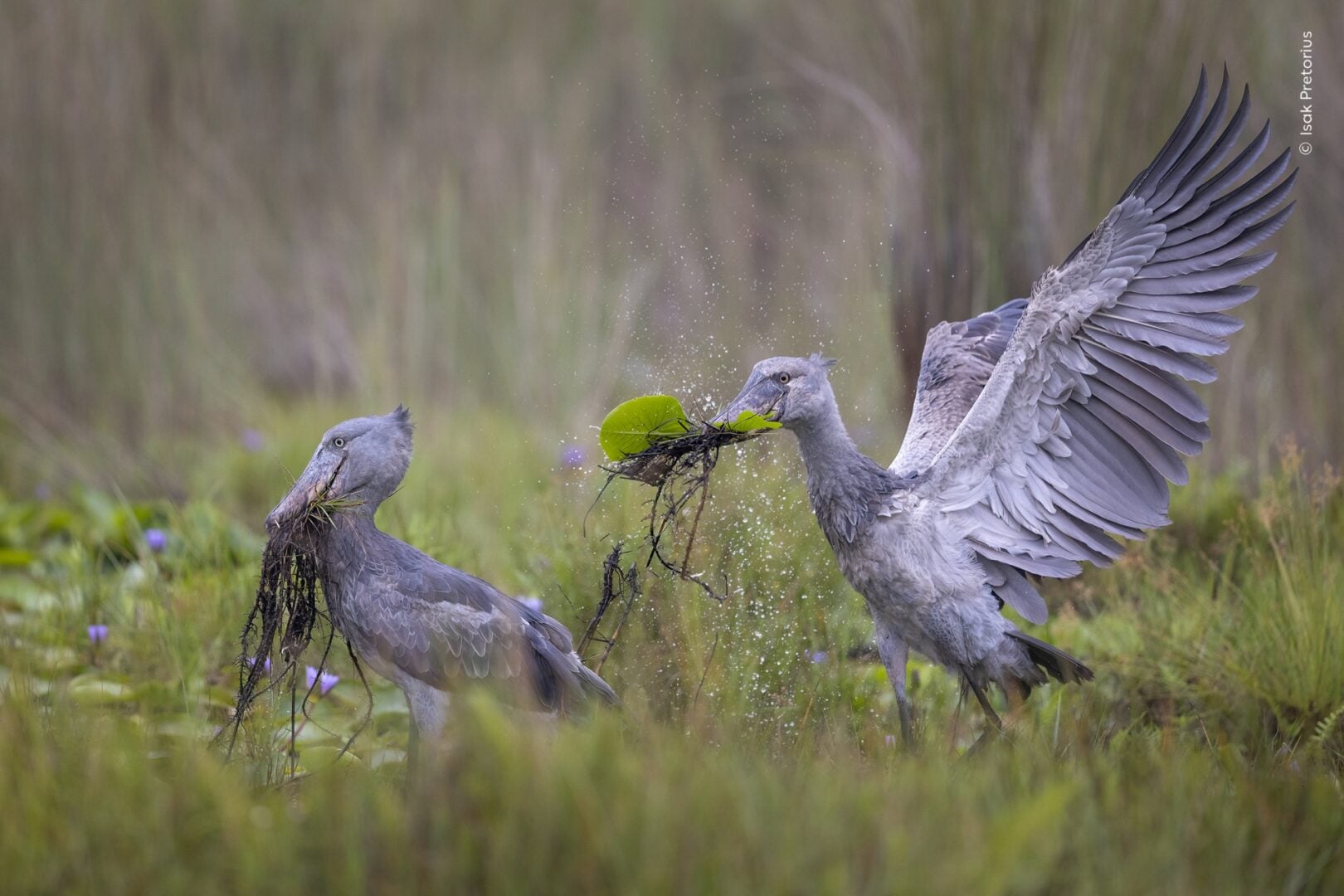 Wildlife Photographer of the Year 2026
